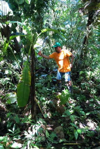 Plan de manejo forestal