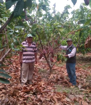 SOTEA y Activa G10 exportarán cacao en alianza comercial con chocolate Colombia